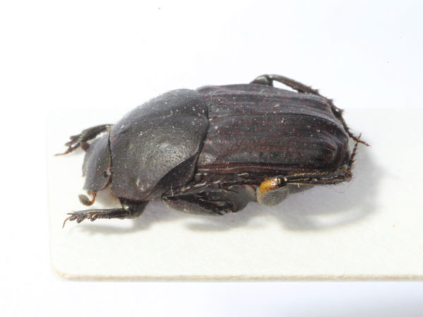  Eurysternus mexicanus