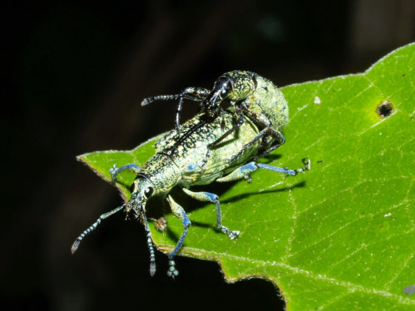 Exophthalmus sp01