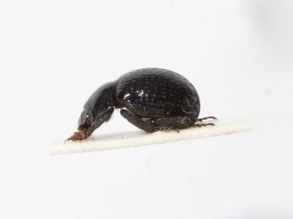  Germarostes globosus