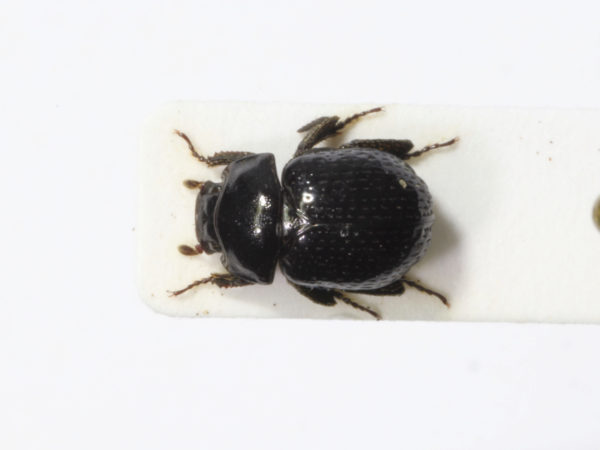  Germarostes globosus02