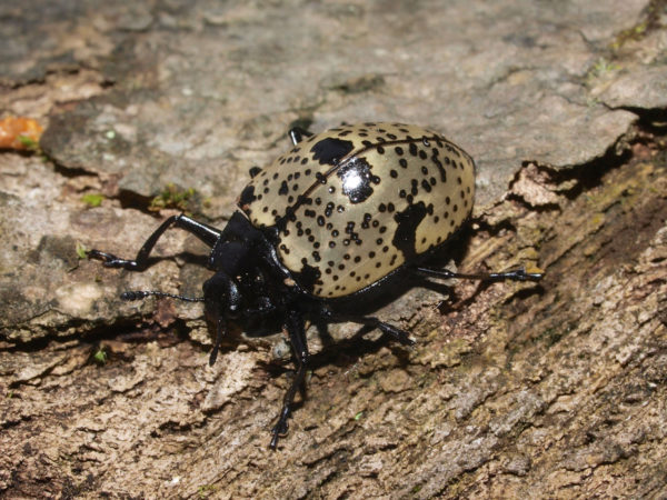  Gibbifer costaricensis