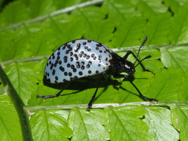  Gibbifer impressopunctatus