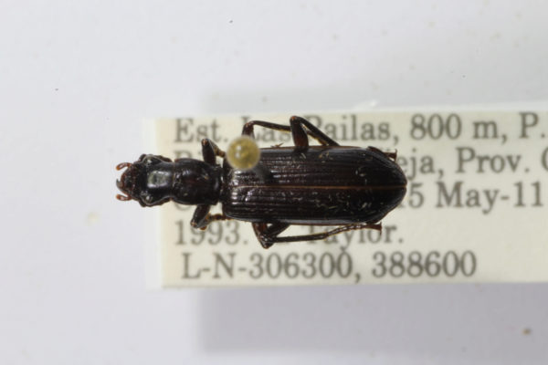  Goniotropis sp