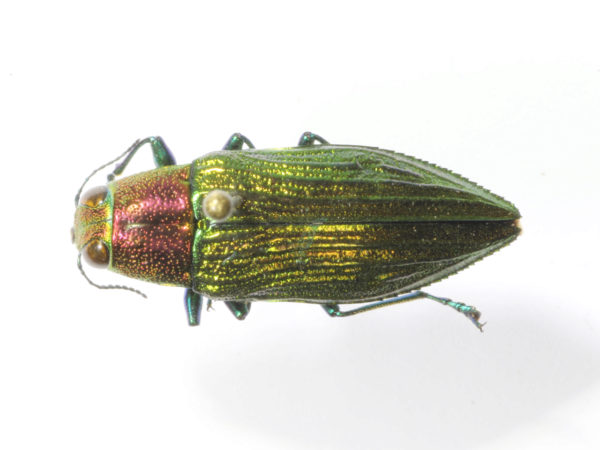 Halecia chrysodemoides