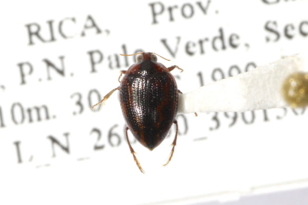  Haliplus sp