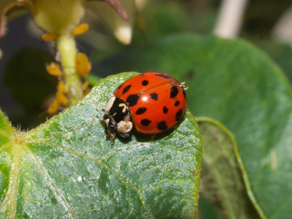  Harmonia axyridis01