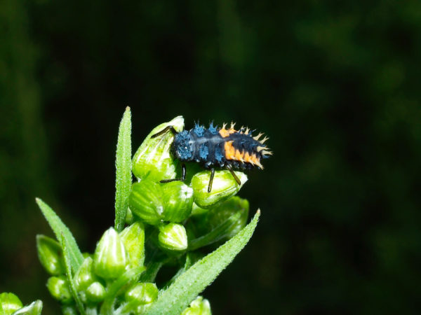  Harmonia axyridis02