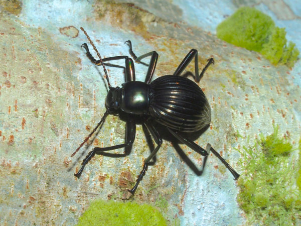  Hegemona sp