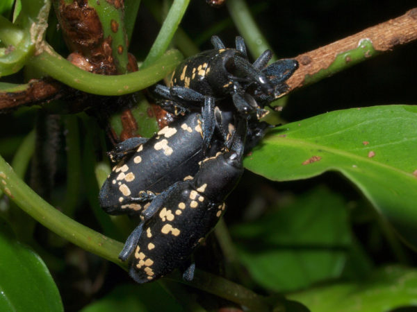  Heilipus collectus