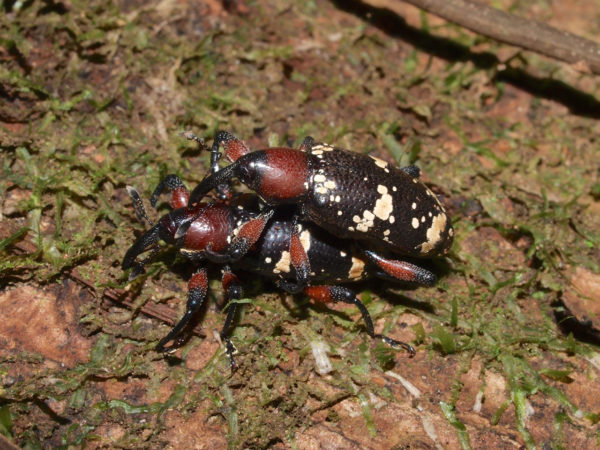  Hilipinus trifasciatus