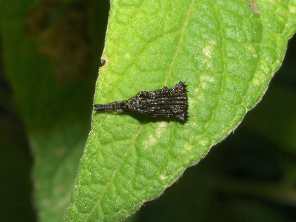  Hispini02