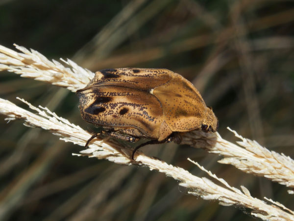  Hoplopyga liturata