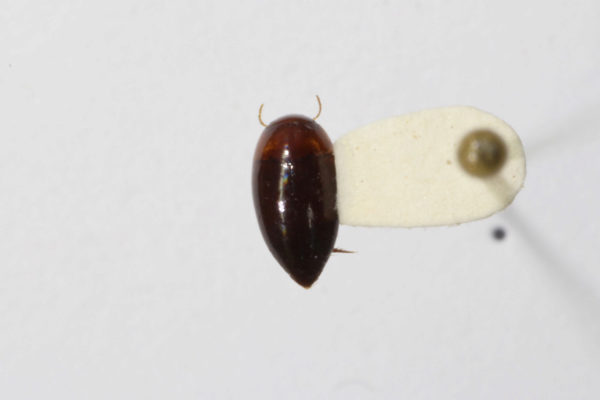 Hydrocanthus marmoratus