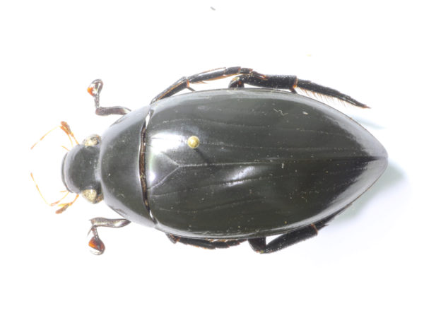  Berosus quadridens