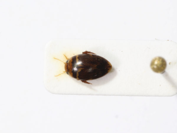  Laccophilus paraguensis