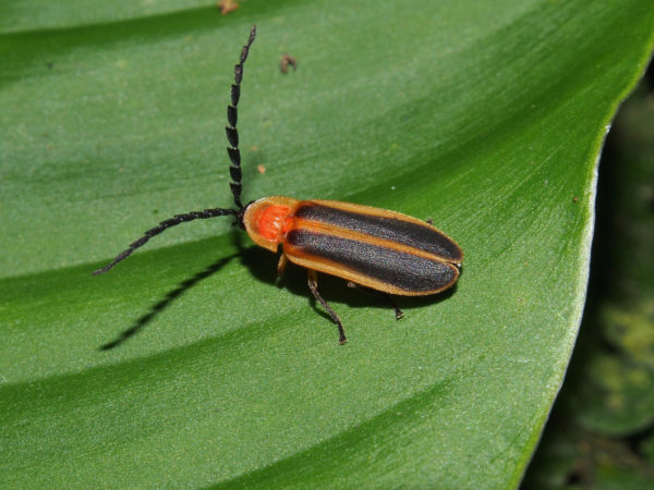  Lampyridae01