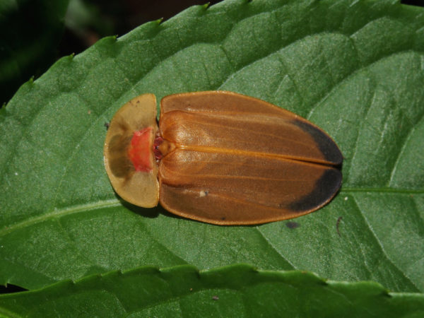  Lampyridae03