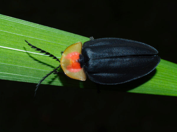  Lampyridae04
