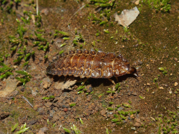  Lampyridae06 Larva