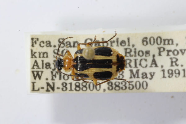  Lebia sp08
