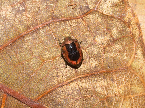  Leiopleura melichari