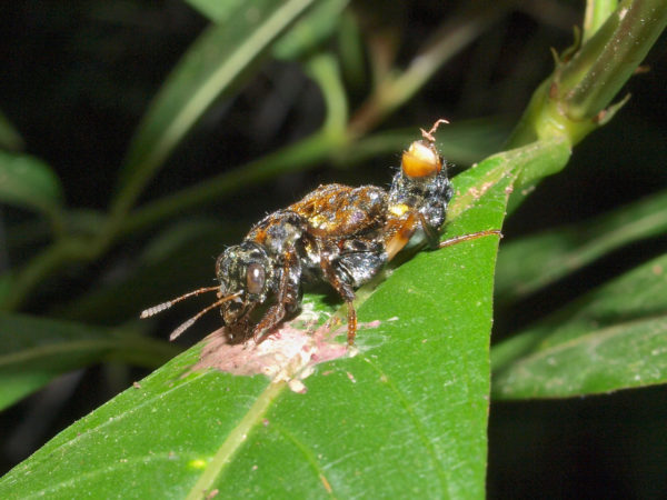  Leistotrophus versicolor02