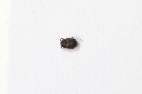  Lepicerus sp