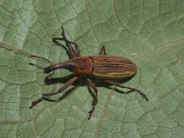  Lixus sp01