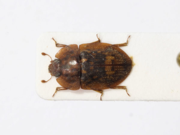  Lobiopa insularis