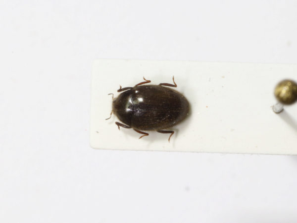  Lutrochus vestitus