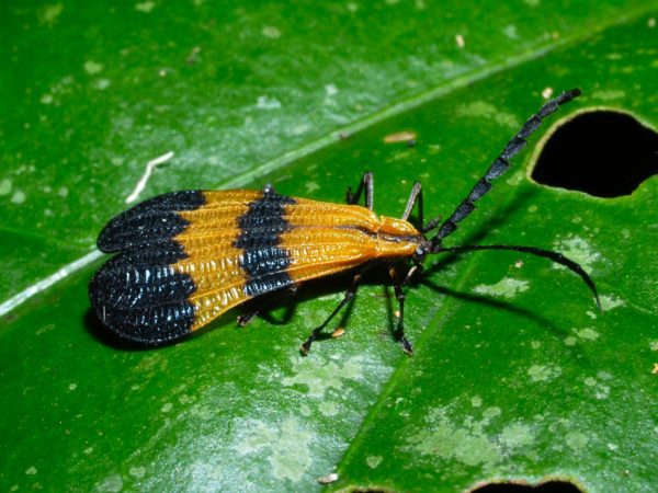  Lycidae01