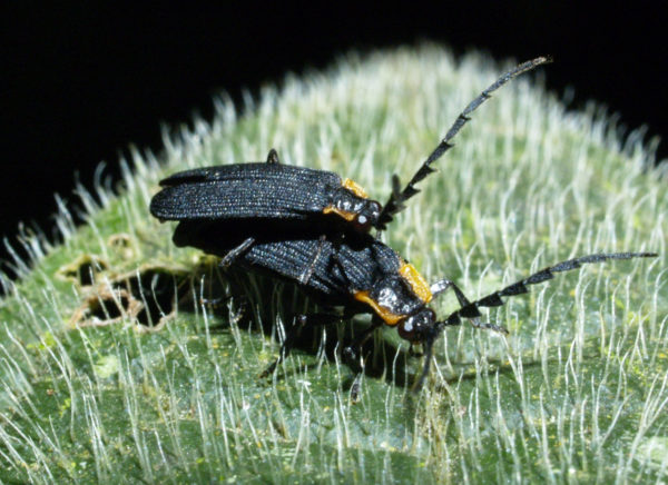  Lycidae02