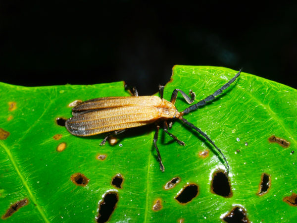  Lycidae03