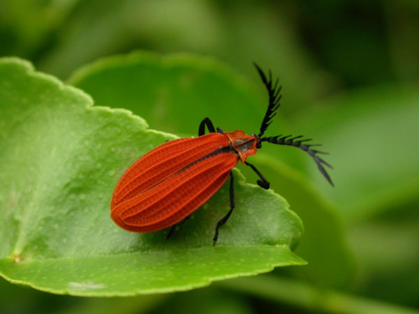  Lycidae04