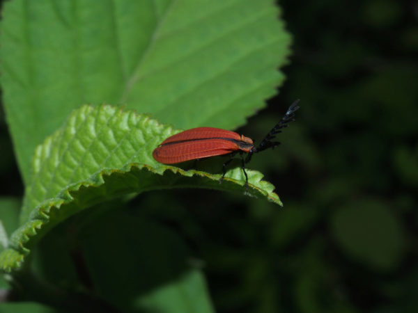  Lycidae02