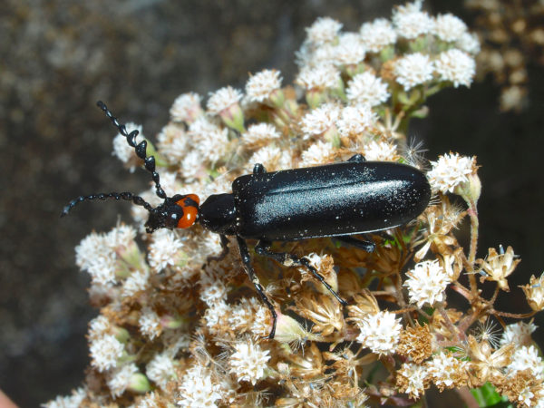  Lytta sp01