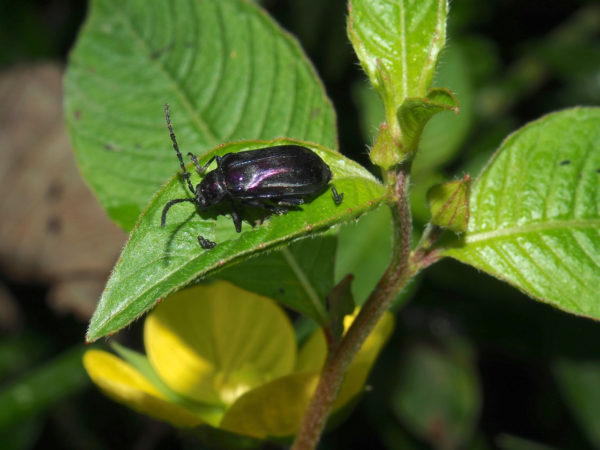  Macroaltica sp