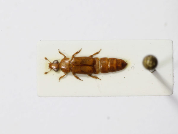  Macrostola straminea