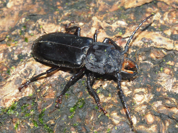  Mallodon molarius