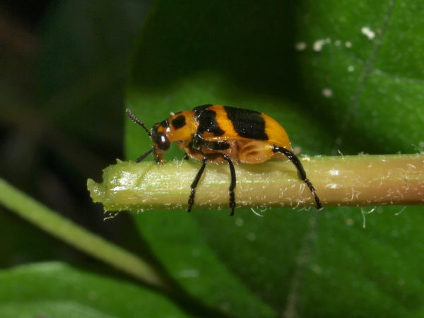  Mastostethus sp
