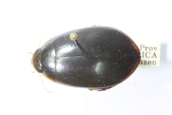  Laccophilus paraguensis
