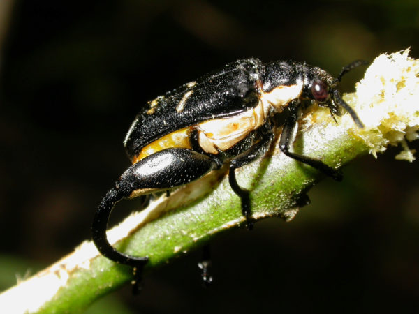  Megalopus sp