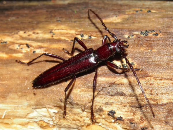  Megapsyrassa xestioides