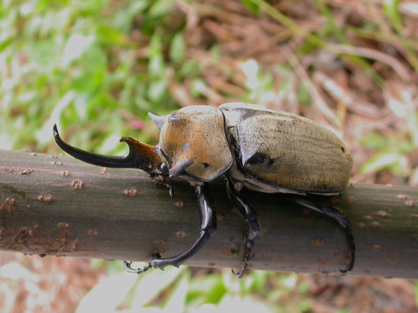  Megasoma elephas