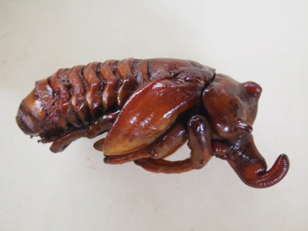  Megasoma elephas