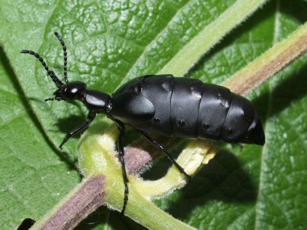  Meloe sp