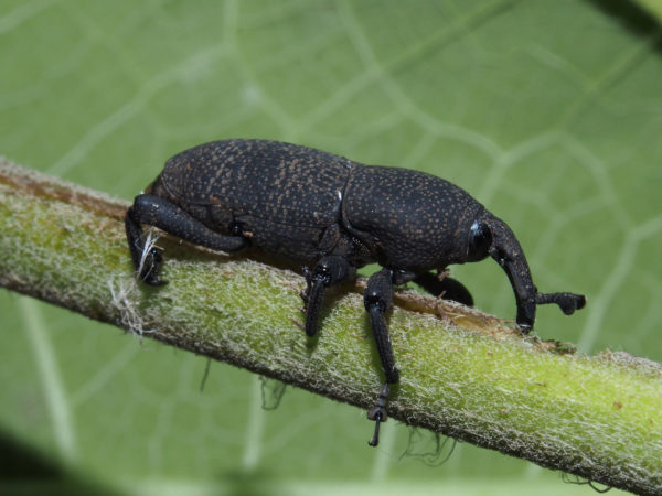  Cactophagus circumdatus
