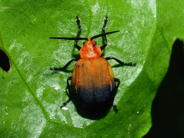  Monocesta depressa