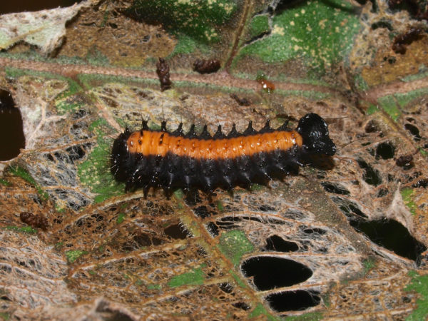  Asphaera sp