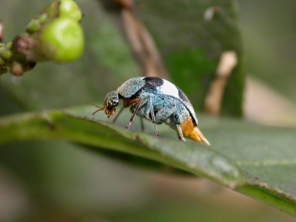  Mordellidae